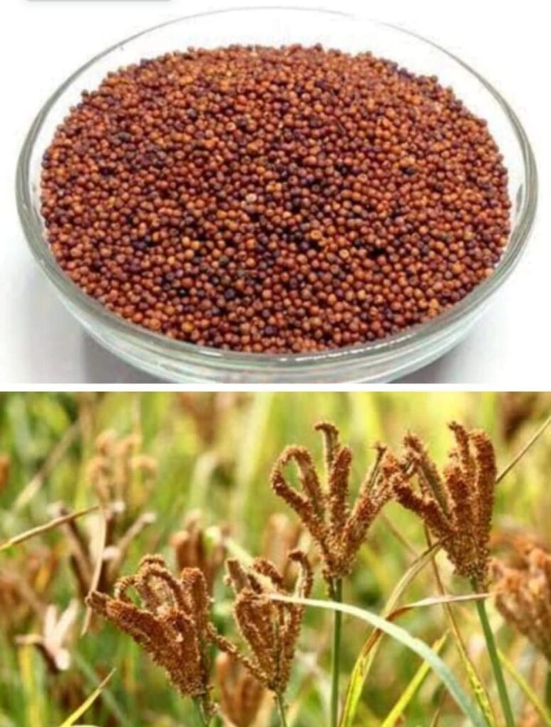 organic and natural Ragi Flour Millets of Uttarakhand Gavayaamritam